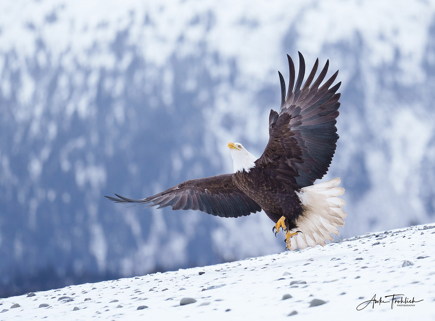 Adult Bald Eagle taking off in snow covered Alaska. Wings spread out, head turned upward, tail spread, yellow talons lifting. Photograph by Anke Frohlich.