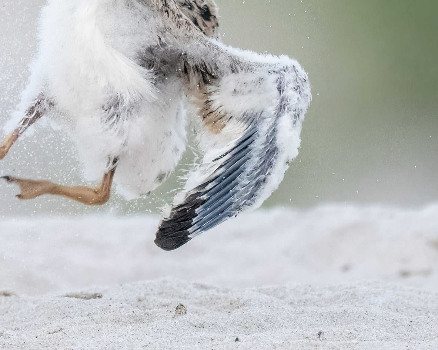 Detail image of skimmer chick showing its left wing, left foot and white stomach feathers. Photograph by Anke Frohlich.