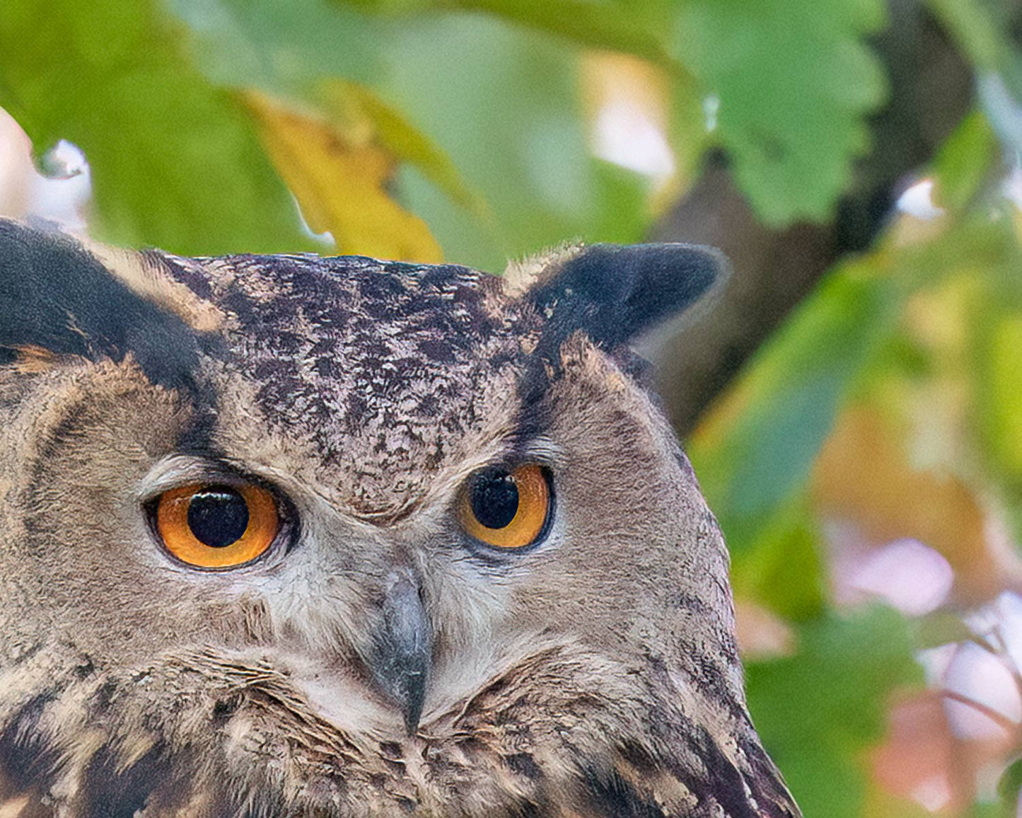 Detail of Flaco in colorful foliage showing his orange eyes, tufts and beak with colorful leafs around his head. Photograph by Anke Frohlich.