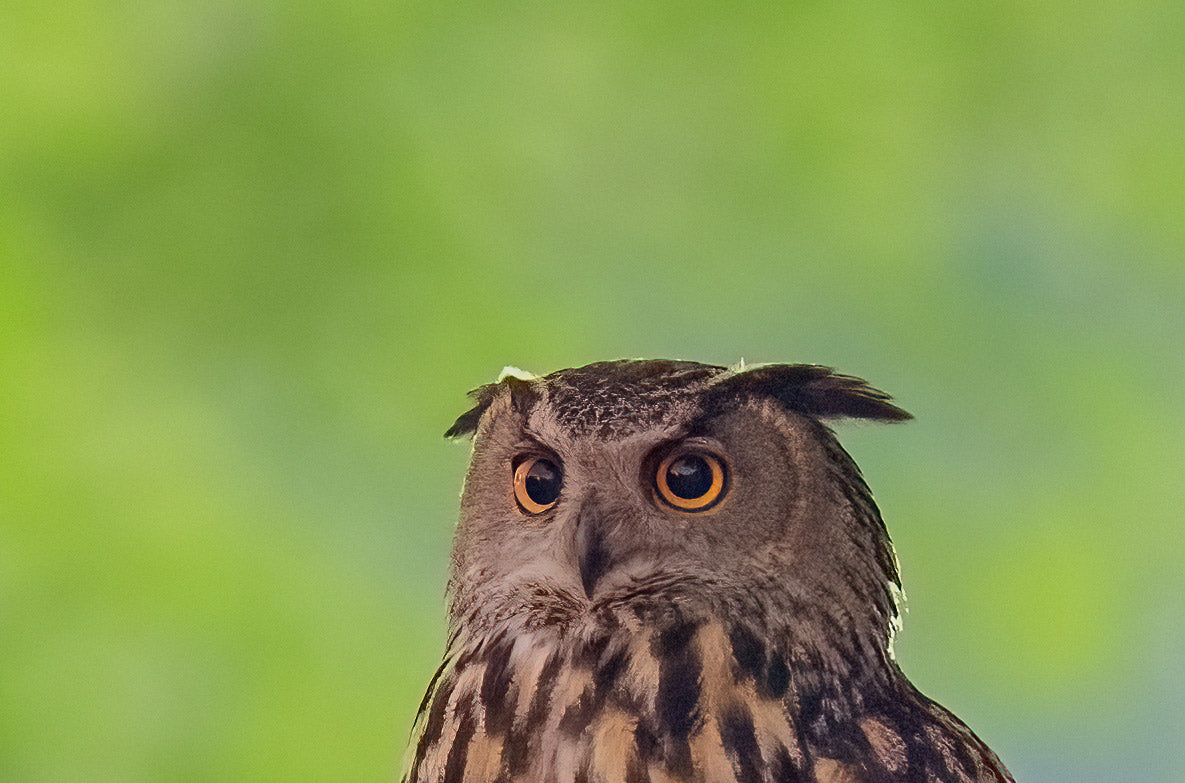 Detail portrait of Flaco standing on the rock. Photograph by Anke Frohlich.