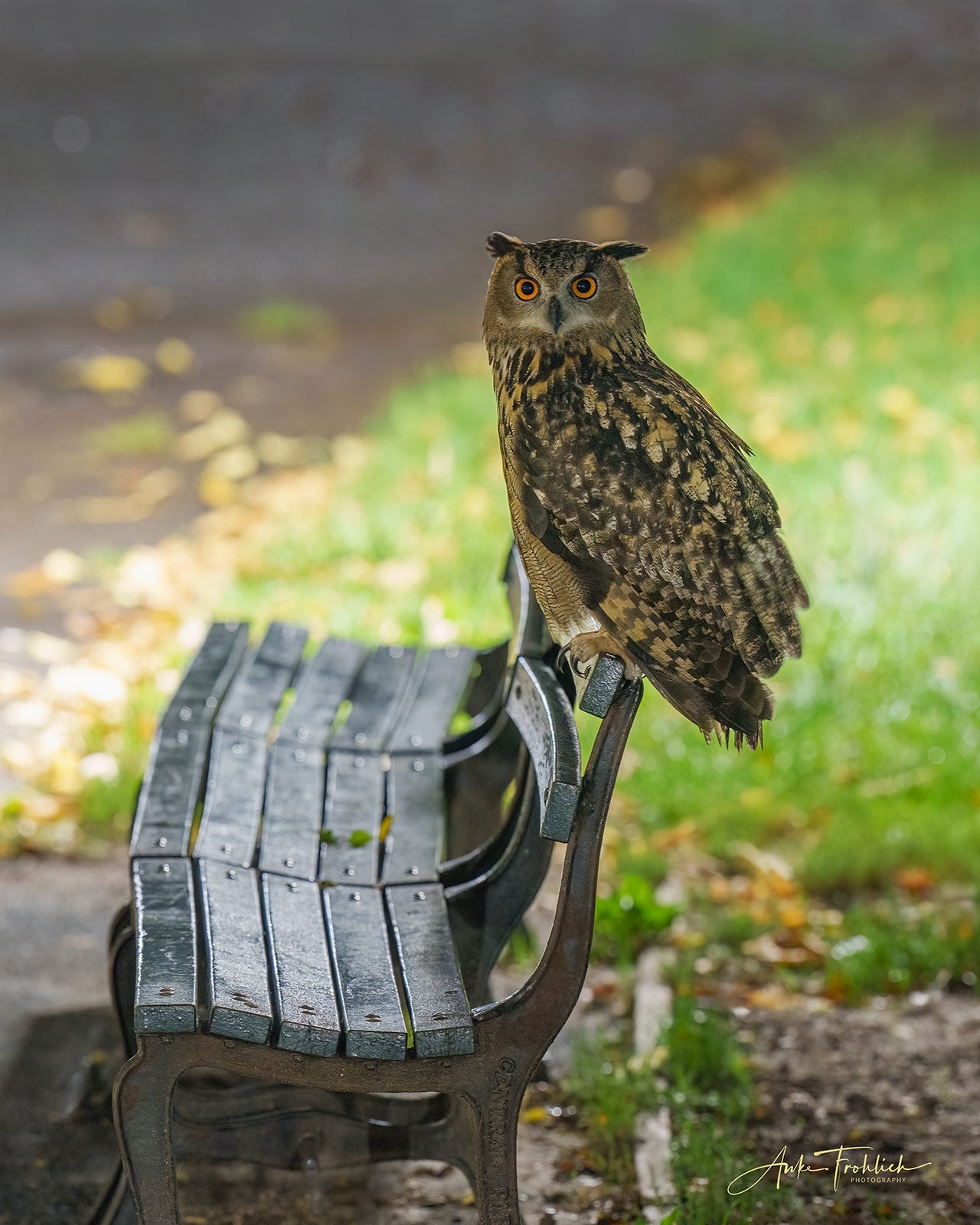 Flaco sitting on the back of a Central Park bench at night looking front photographed by Anke Frohlich. The scene is backlit.