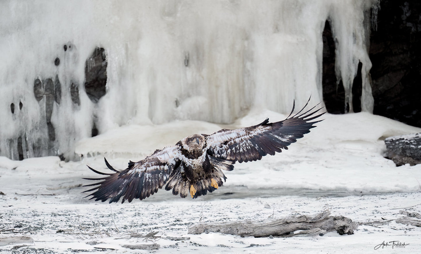 Young Bald Eagle facing front, wings outstretched to either side, as he is landing. Yellow talons in front of tail spread feathers. Photograph by Anke Frohlich.