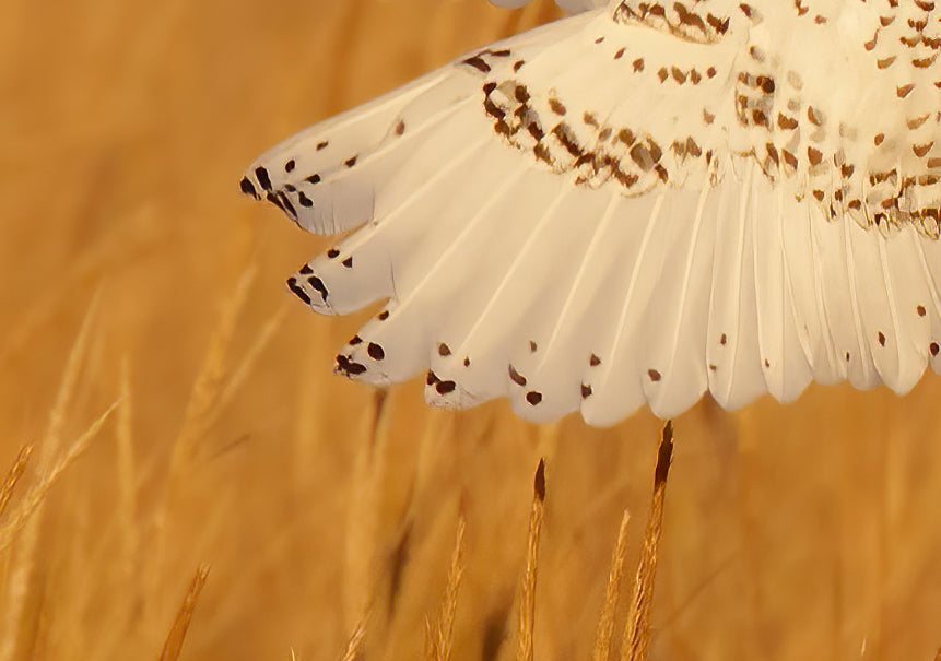 Detail image of snowy owl in golden grass showing the left wingtip and grass underneath. Photographed by Anke Frohlich.