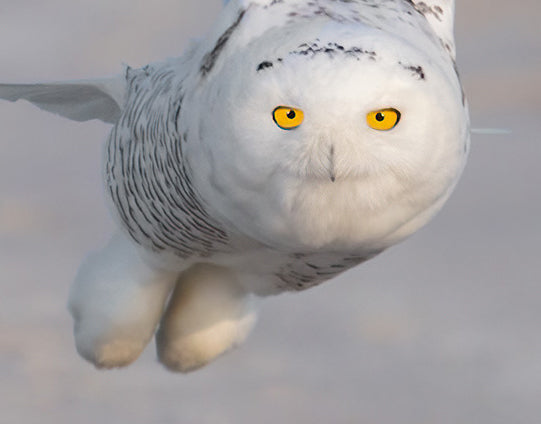 Detail of snowy owl showing its face, body and talons. Photograph by Anke Frohlich.