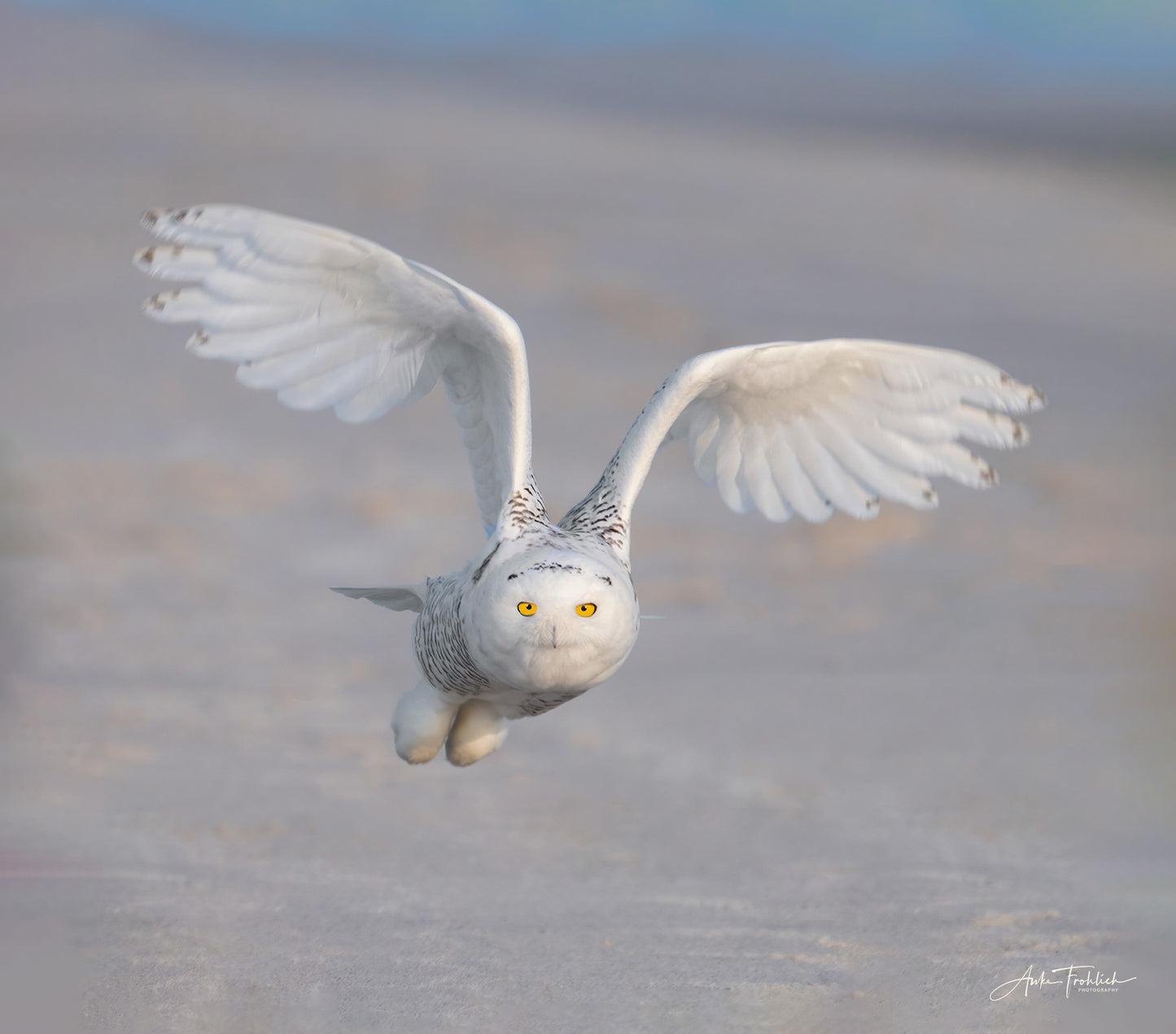 Snowy owl with wings spread sideways, flying towards the viewer on the beach. Bright yellow eyes, talons tucked under. Photographed by Anke Frohlich.