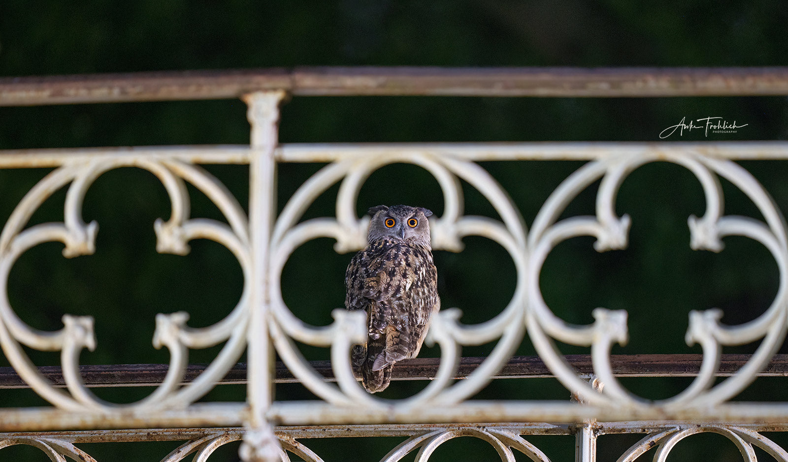 Flaco on Bridge 28, Central Park's Gothic Bridge, by photographer Anke Frohlich. Flaco facing front, his orange eyes showing, he is peeking through the front railing of the bridge and perfectly framed by it. 