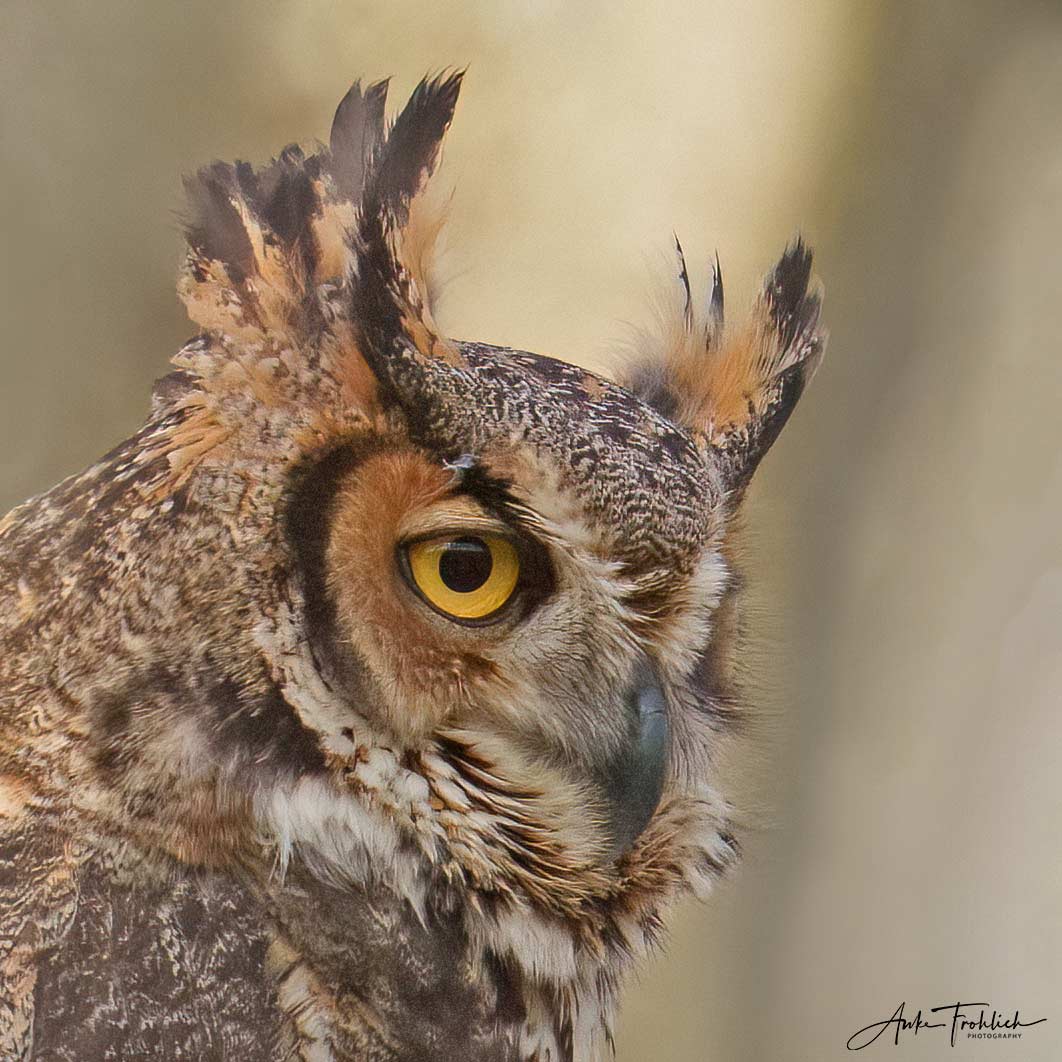 Portrait of a Great Horned Owl by Photographer Anke Frohlich